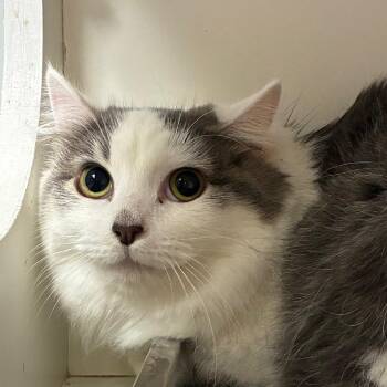 Domestic Long Hair Cats Available for Adoption - Sloane | PetCurious