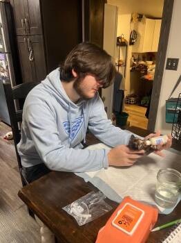 Settee -  Domestic Short Hair Cat for Adoption in Murray, Kentucky - Settee | PetCurious