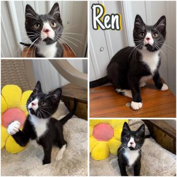 Domestic Short Hair Cats Available for Adoption in Pierceton, Indiana - Ren | PetCurious