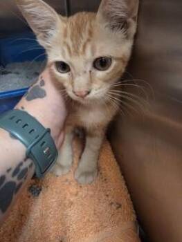 King -  Domestic Short Hair Cat for Adoption in Farmers Branch, Texas - King | PetCurious
