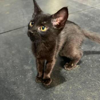 Cinder Ella -  Domestic Short Hair Cat for Adoption in Milton, Delaware - Cinder Ella | PetCurious