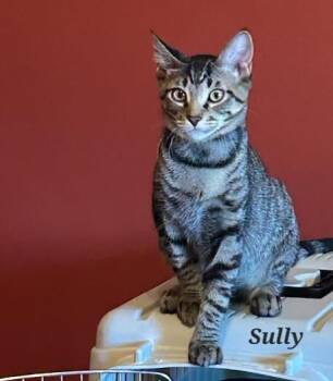 Rescue Tabby Cats for Adoption in Wheeling, Illinois - Sully | PetCurious