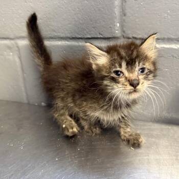 Domestic Medium Hair Cats Available for Adoption in Tuscaloosa, Alabama - TUSC-Stray-84552_2_3 | PetCurious