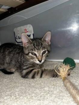 Cantucci (& Biscotti) -  Domestic Short Hair Cat for Adoption in Fairfax, Virginia - Cantucci (& Biscotti) | PetCurious