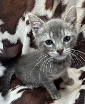 Domestic Short Hair and Tabby Cats Available for Adoption in San Diego, California - Liboke | PetCurious