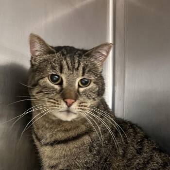 Domestic Short Hair Cats Available for Adoption in Murray, Utah - Tigress | PetCurious