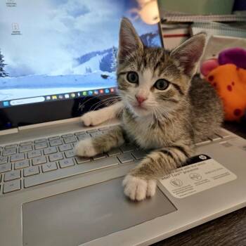 Mocha* -  Domestic Short Hair Cat for Adoption in San Gabriel, California - Mocha* | PetCurious