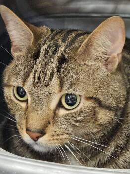 Tabby and Domestic Short Hair Cats Available for Adoption in Greensburg, Pennsylvania - Benson | PetCurious