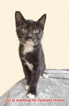 Jax -  Domestic Short Hair Cat for Adoption in Dalworthington Gardens, Texas - Jax | PetCurious