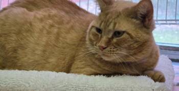 ALFRED -  Domestic Short Hair Cat Available for Adoption in Muskegon, Michigan - ALFRED | PetCurious