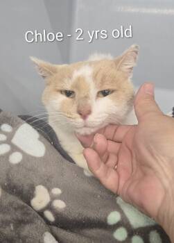 Rescue Domestic Medium Hair Cats for Adoption in Massillon, Ohio - Chloe | PetCurious