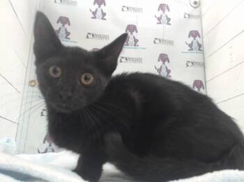 POUNCEY -  Domestic Short Hair Cat for Adoption in Orlando, Florida - POUNCEY | PetCurious