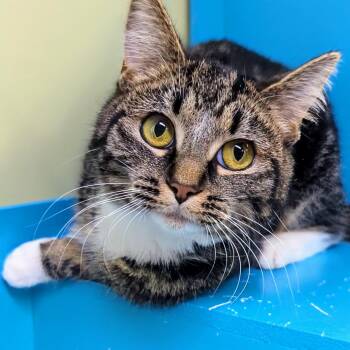 Domestic Short Hair Cats Available for Adoption - Lyra | PetCurious