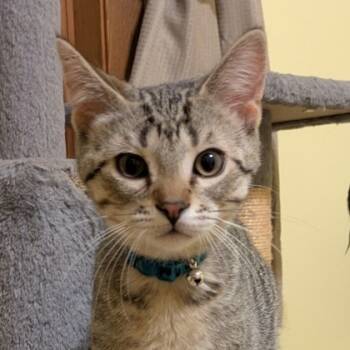 Rescue Domestic Short Hair Cats for Adoption in Verona, Wisconsin - James | PetCurious