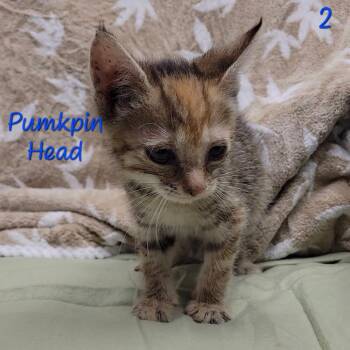 Pumpkin Head -  Domestic Short Hair Cat for Adoption in Parkersburg, West Virginia - Pumpkin Head | PetCurious