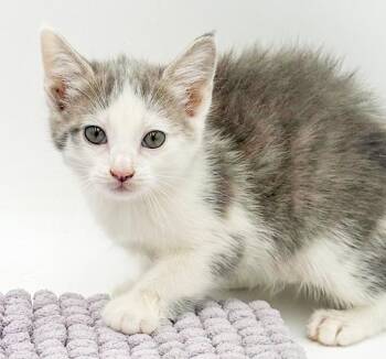 Turkish Van and Dilute Tortoiseshell Cats Available for Adoption in Bedford Hills, New York - Willow Is A Rainbow Of Love And Snuggles!   | PetCurious