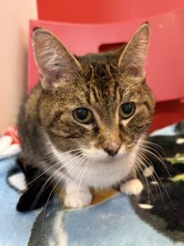 Kitty -  Domestic Short Hair Cat for Adoption in Winnipeg, Manitoba - Kitty | PetCurious