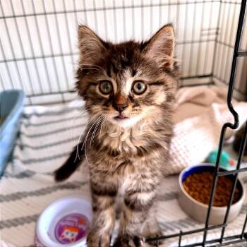 Sir Fluffington -  Domestic Medium Hair Cat for Adoption in Green Bay, Wisconsin - Sir Fluffington | PetCurious