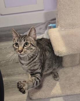 Tiger -  Domestic Short Hair Cat for Adoption in Vancouver, Washington - Tiger | PetCurious