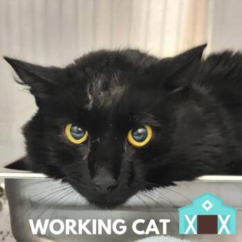 Domestic Short Hair Cats Available for Adoption - Braden | PetCurious