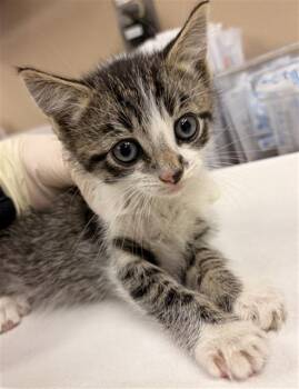 Domestic Short Hair Cats Available for Adoption in Rancho Cucamonga, California - NO SHAVE | PetCurious