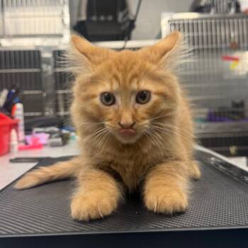 Doc -  Domestic Medium Hair Cat for Adoption in Spokane, Washington - Doc | PetCurious