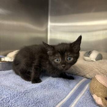 Storm -  Domestic Short Hair Cat for Adoption in Indianapolis, Indiana - Storm | PetCurious