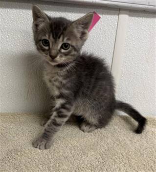 A883684 -  Domestic Short Hair Cat for Adoption in Camarillo, California - A883684 | PetCurious