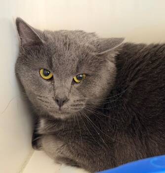 Domestic Short Hair Cats Available for Adoption - Tubbs | PetCurious