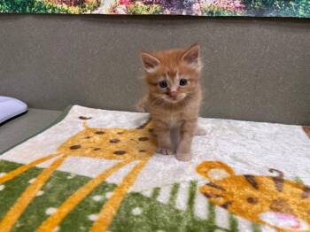 Domestic Medium Hair and Domestic Short Hair Cats Available for Adoption in Moreno Valley, California - A550508 | PetCurious