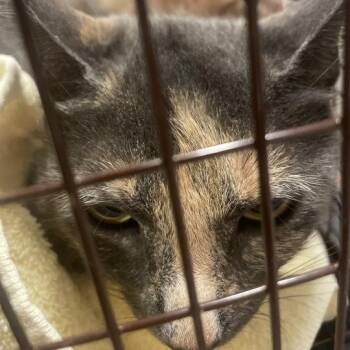 Peaches -  Domestic Short Hair Cat for Adoption in Chicago, Illinois - Peaches | PetCurious