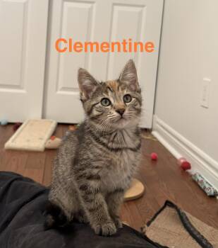 Clementine -  Torbie Cat for Adoption in Hamilton, Ontario - Clementine | PetCurious
