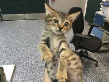 PAD THAI -  Domestic Short Hair Cat for Adoption in Thousand Palms, California - PAD THAI | PetCurious