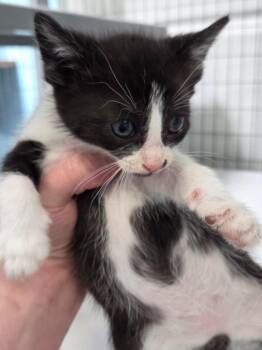 Domestic Short Hair Cats Available for Adoption in Gold Beach, Oregon - Kai | PetCurious