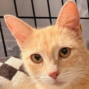 Domestic Short Hair Cats Available for Adoption - Zara (C000-016)- City Of Industry | PetCurious