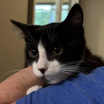 Pepe (bonded w/ Beam) -  Domestic Short Hair Cat for Adoption in Wilmington, Delaware - Pepe (bonded W/ Beam) | PetCurious