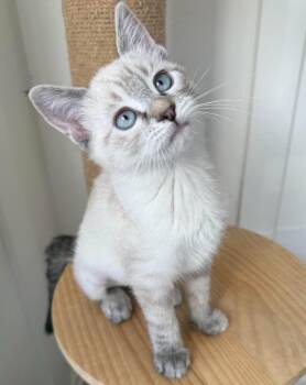 Amy -  Domestic Short Hair Cat for Adoption in Millcreek, Utah - Amy | PetCurious