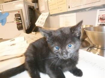 Rescue Domestic Short Hair Cats for Adoption in San Jose, California - SHANNON | PetCurious