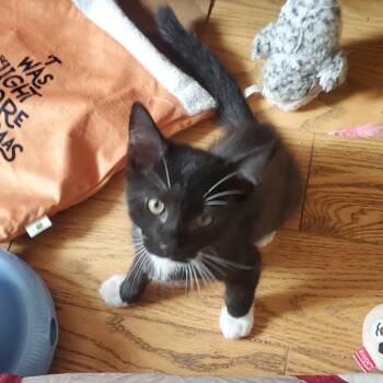 Sheppard -  Domestic Short Hair Cat for Adoption - Sheppard | PetCurious