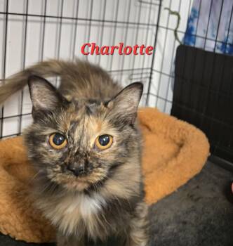 Rescue Tortoiseshell Cats for Adoption in Buena Vista, Virginia - Charlotte | PetCurious