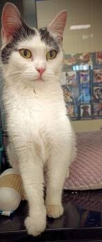 Rescue Domestic Short Hair Cats for Adoption in Kearney, Nebraska - Shira | PetCurious