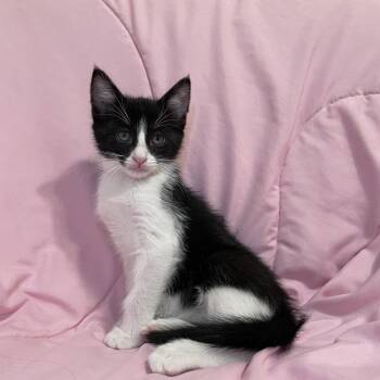 Alex -  Domestic Short Hair Cat for Adoption in Tucson, Arizona - Alex | PetCurious