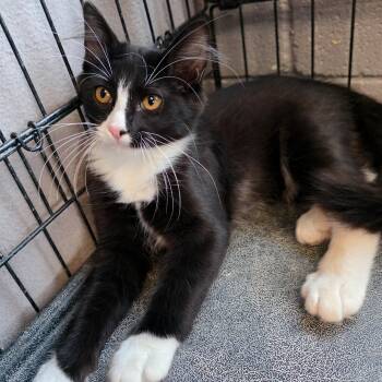 Xander -  Domestic Medium Hair Cat for Adoption in Gainesville, Texas - Xander | PetCurious
