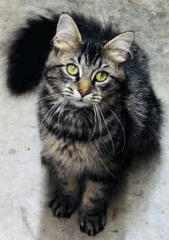 Penny -  Tabby Cat for Adoption in Beckley, West Virginia - Penny | PetCurious