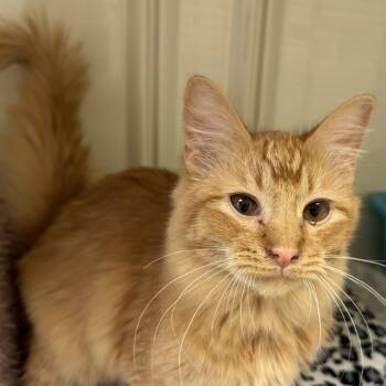 Rescue Domestic Long Hair Cats for Adoption in Greensboro, Georgia - Copper | PetCurious