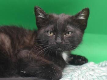 Domestic Short Hair Cats Available for Adoption in Portland, Oregon - Van | PetCurious