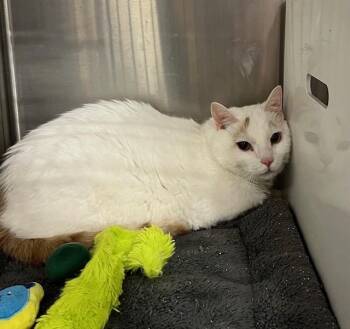 Rescue Domestic Short Hair Cats for Adoption in Nashville, Tennessee - Rascal | PetCurious