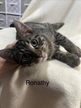 Ronathon -  Domestic Short Hair Cat for Adoption in Herculaneum, Missouri - Ronathon | PetCurious