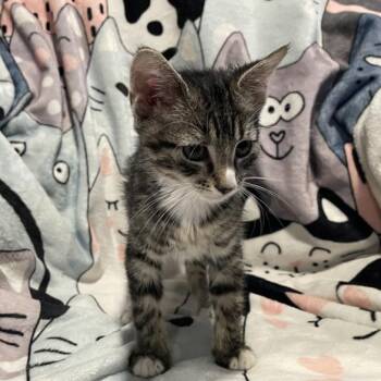 Mira -  Domestic Short Hair Cat for Adoption in Bentonville, Arkansas - Mira | PetCurious