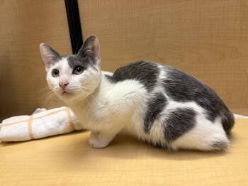 Ladd -  Domestic Short Hair Cat for Adoption in Albuquerque, New Mexico - Ladd | PetCurious